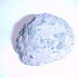 Colony Coral Fossil