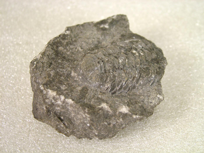 Trilobite, Calymene
