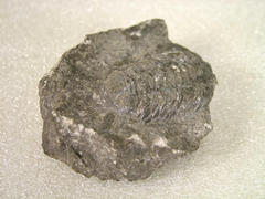 Trilobite, Calymene