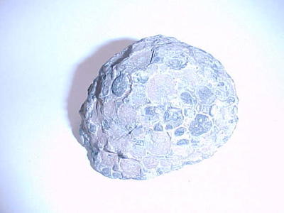 Colony Coral Fossil