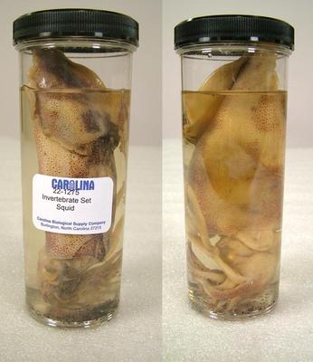 Preserved Specimen Invertebrate Set, Squid