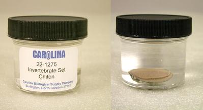 Preserved Specimen Invertebrate Set, Chiton