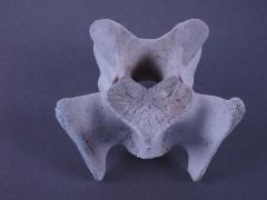 Vertebrae, Unknown Animal