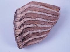 Woolly Mammoth (molar)