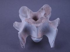 Vertebrae, Unknown Animal