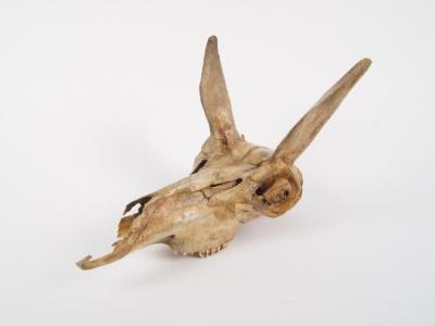 Pronghorn Skull
