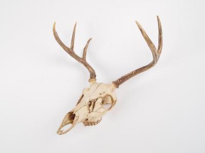 White - Tailed Deer, Skull, Mandible, Antlers