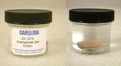 Preserved Specimen Invertebrate Set, Chiton
