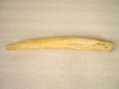 Walrus Tusk