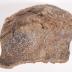 Dinosaur bone chunk