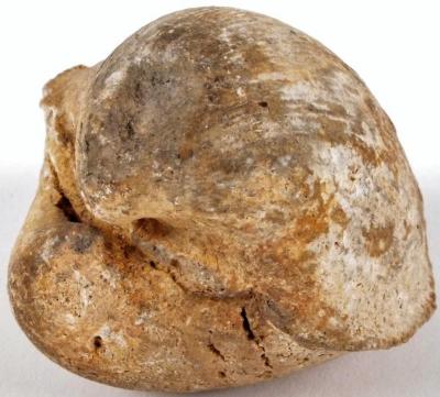 Bivalve