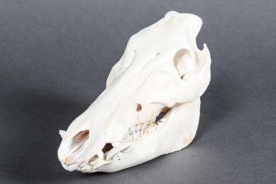 Wild Boar Skull