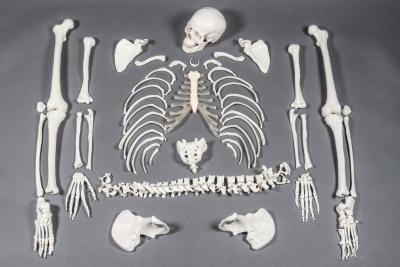 Human Skeleton, disarticulated, cast