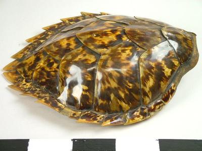 Turtle Shell