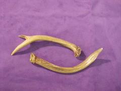 Deer Or Antelope Antlers (2 Pcs.)