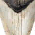 Megalodon tooth