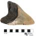 Megalodon tooth