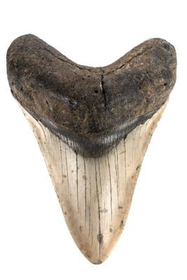 Megalodon tooth