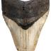 Megalodon tooth