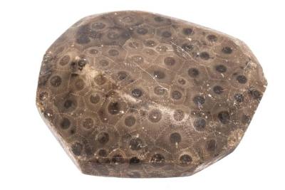 Petoskey Stone