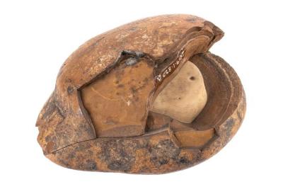 Mudstone Concretion
