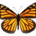 Monarch Butterfly 