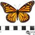 Monarch Butterfly 