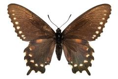 Pipevine Swallowtail Butterfly 