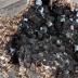 Siderite