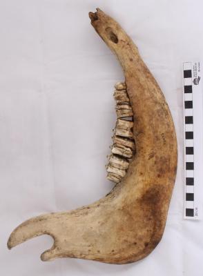 Cow, Right Mandible