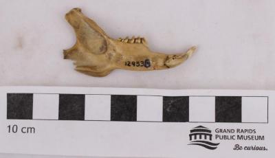 Eastern Cottontail Rabbit, Skull And Right Mandible