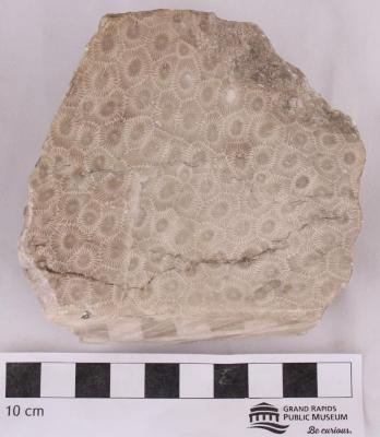 Fossil Coral (Petoskey Stone)