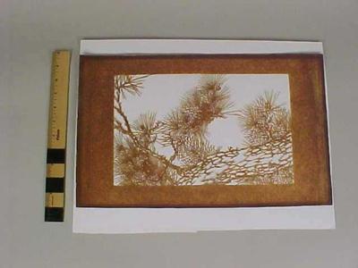Cut - Out, Depicting Natural Coniferous Tree Branches