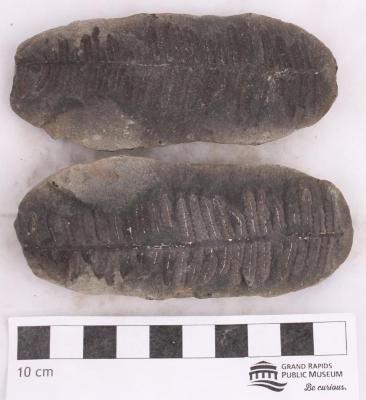 Lobatopteris lamuriana