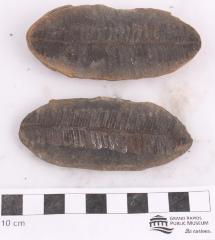 Lobatopteris lamuriana