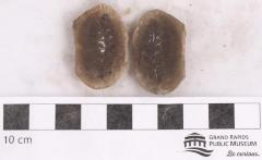 Pecopteris oreopteridia