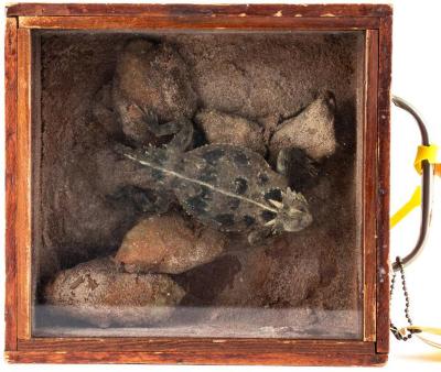 Horned Toad