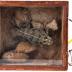 Horned Toad
