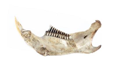 Muskrat