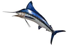 Blue Marlin