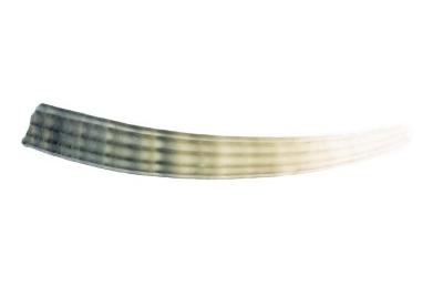 Mollusk Shell, Dentalium Elephantinum