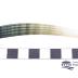 Mollusk Shell, Dentalium Elephantinum