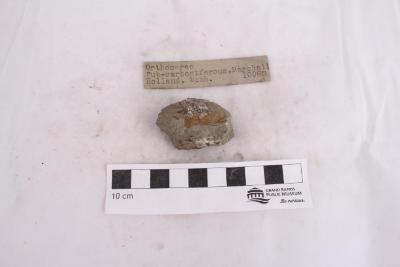 Orthoceras