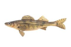 Sauger Pike (cast)