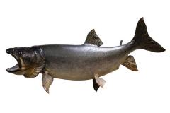Lake Trout (mount)