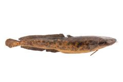 Burbot (Cast)