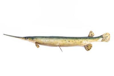 Longnosed Gar (Cast)