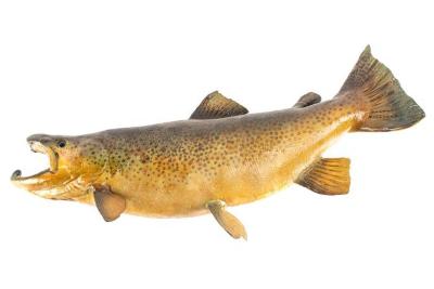 Brown Trout (cast)