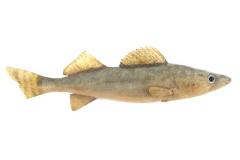 Blue Pike