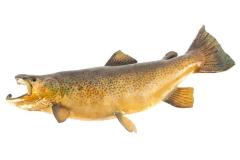 Brown Trout (cast)